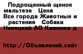 Подрощенный щенок мальтезе › Цена ­ 15 000 - Все города Животные и растения » Собаки   . Ненецкий АО,Каменка д.